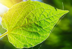 植物茎秆强度对植物生长的影响